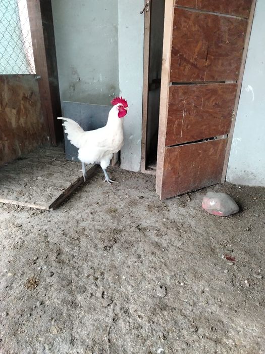 LA Bress cocoși de vanzare