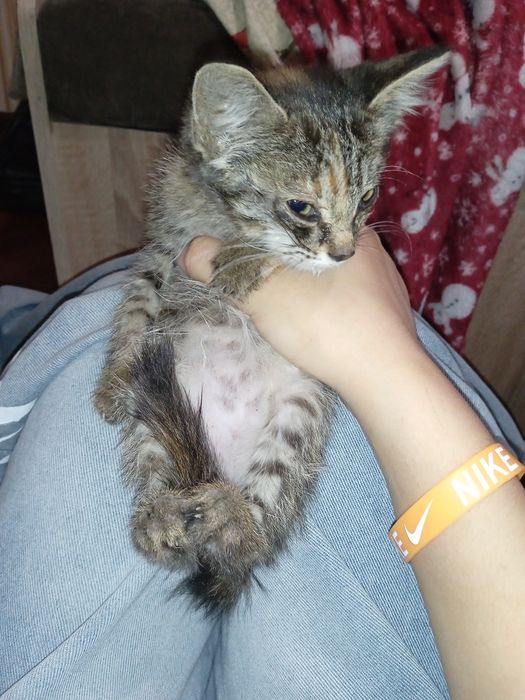 Котенок домашний