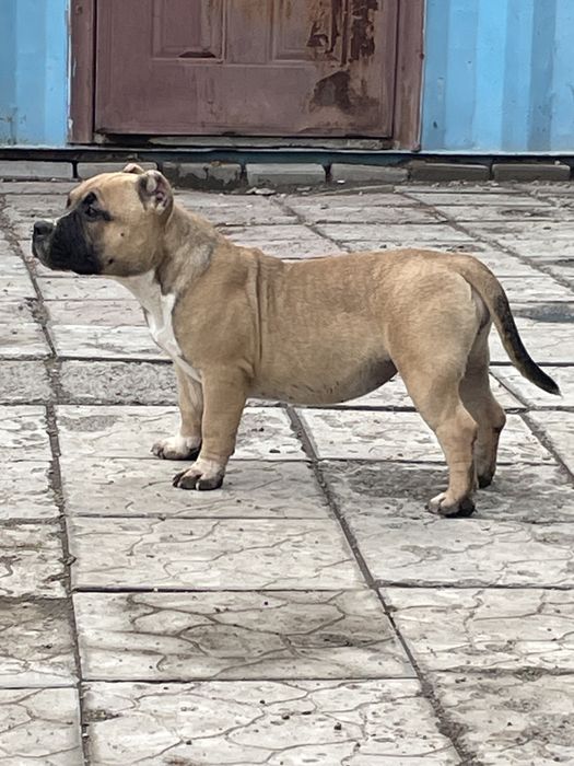 Щенки американский булли