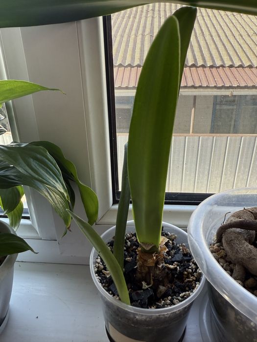 Продам комнатные цветы