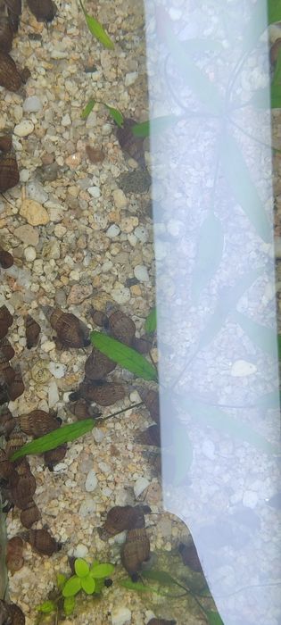 Улитки мелена 5 минг