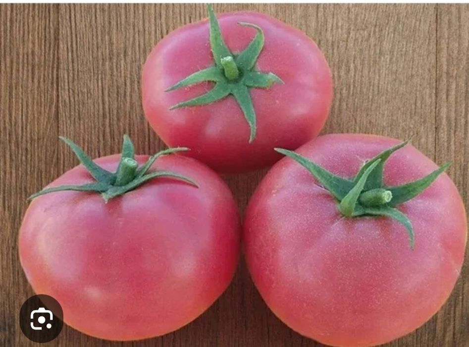 Профессиональные семена овощей