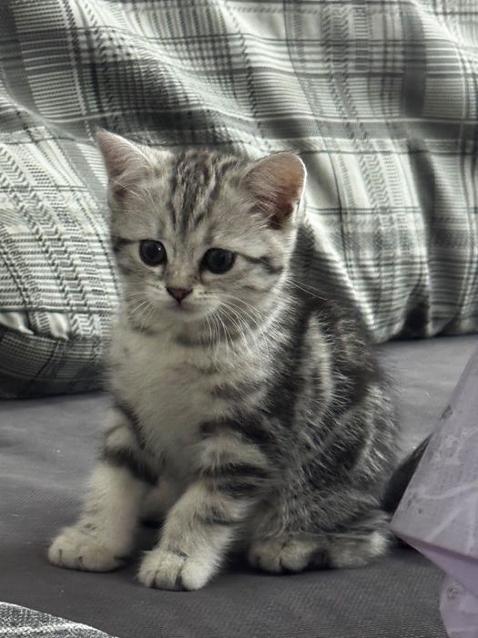 Продам шотландского котенка