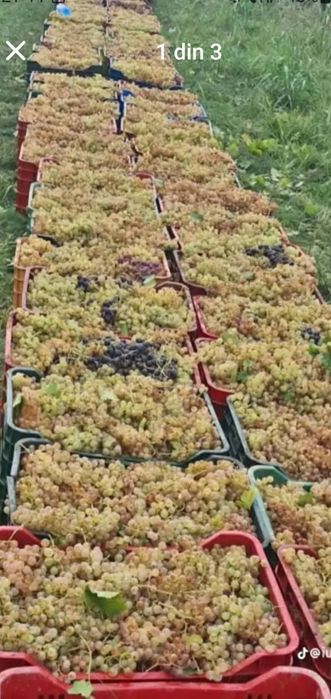 Vând struguri de vin