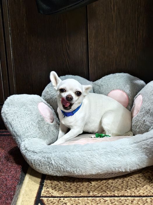 Ищем кабеля  породы чихуахуа