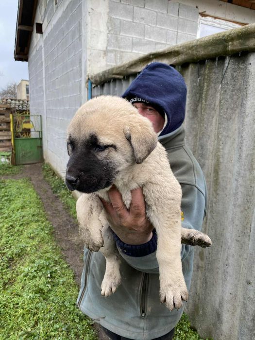 Куче Кангал женско