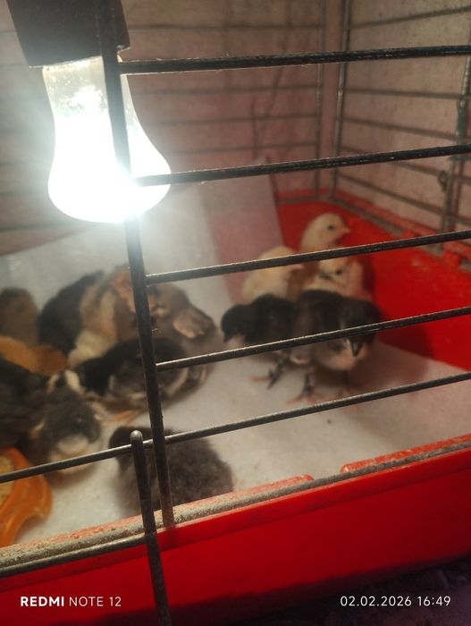 Домашние цыплята