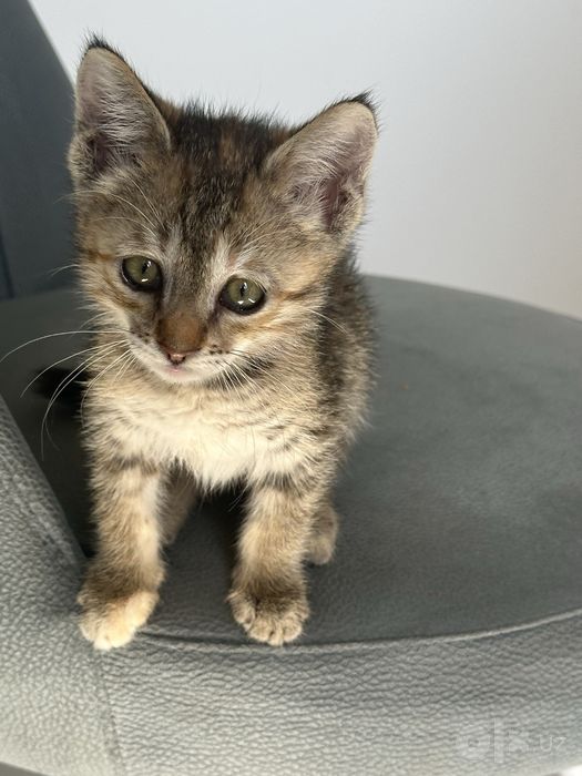 Котенок ищет дом