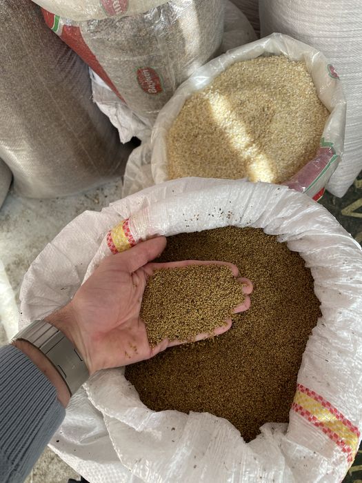 Samanta lucerna,trifoi,iarba sudan,borceag.