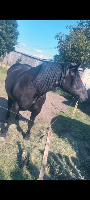 Vând mânză neagră