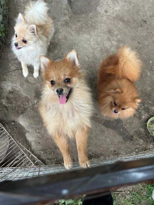 Продам щенков померанский шпиц