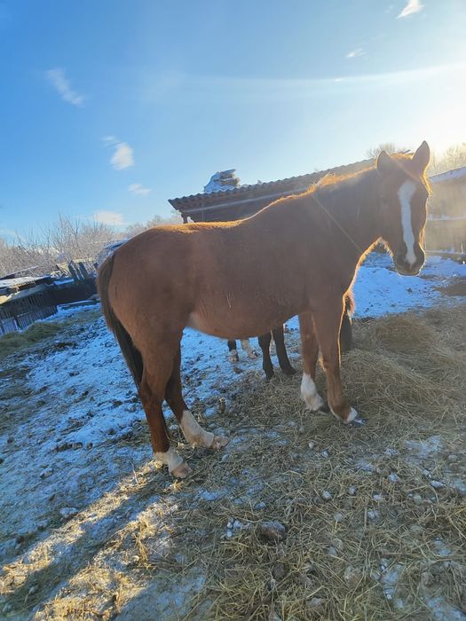 Продам лошадей, две кобылы и полторашка