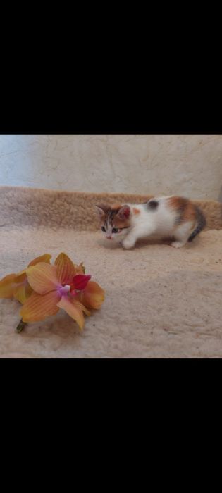 Отдам в добрые руки  котят.