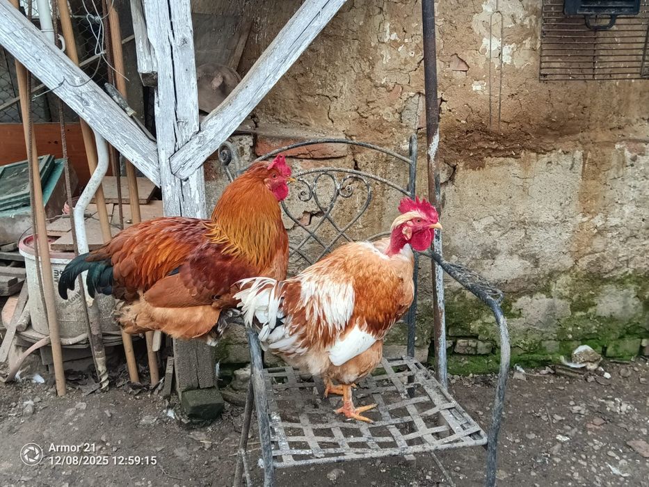 Cocosi luna Aprilie și Mai diferite dimensiuni