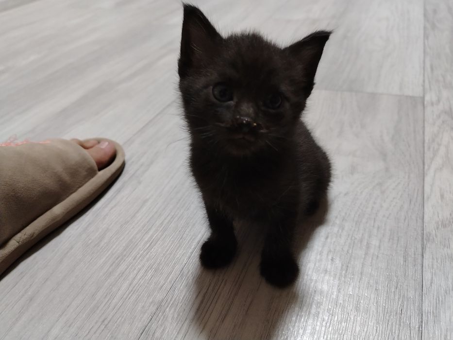 Отдам котёнка в добрые руки