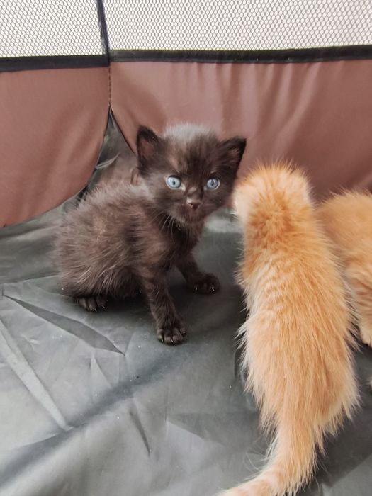 котята ищут дом!!