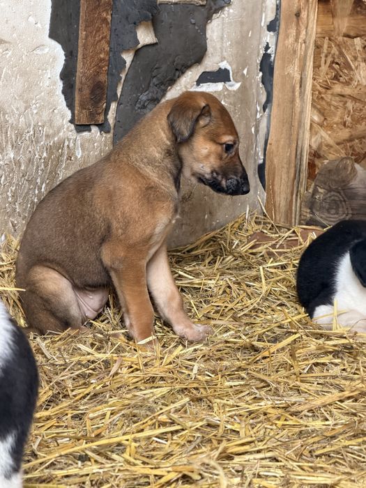 Продам щенков Грейхаунд