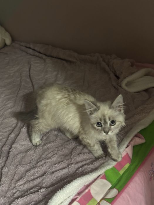 Отдам в добрые руки котёнка