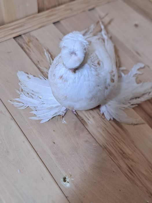 Голубка гулбадам