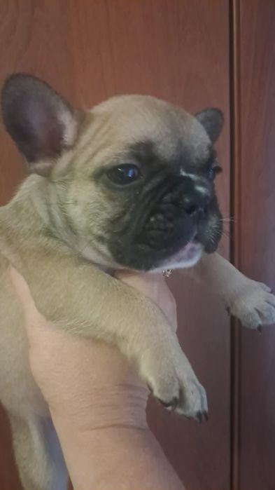 Французские бульдоги щенки