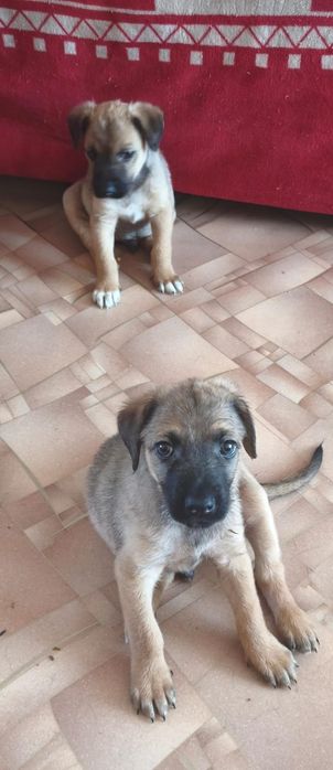 Отдам щенков в любищие руки