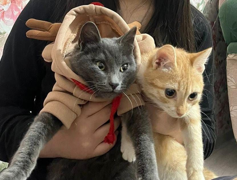 Отдаём котов в хорошие, ласковые руки.