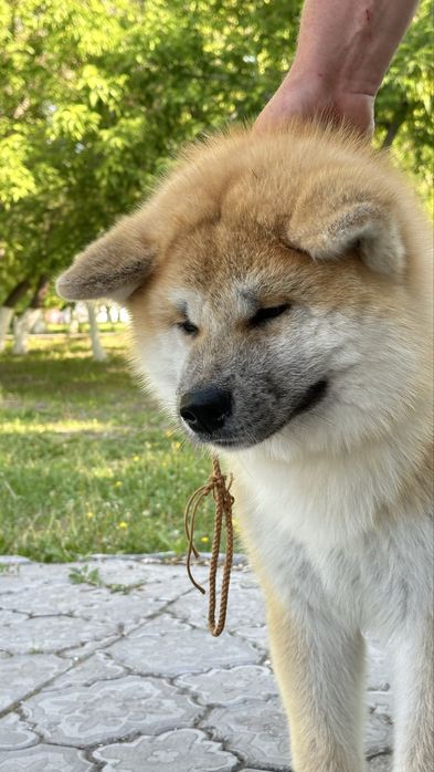 Щенок Акита Ину с документами