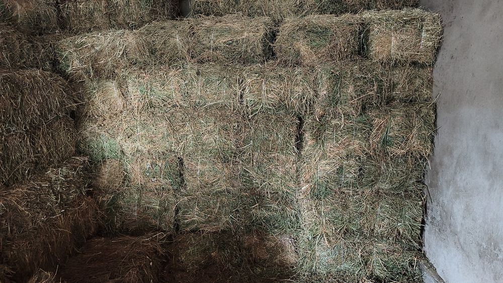 Продам сено Люцерны