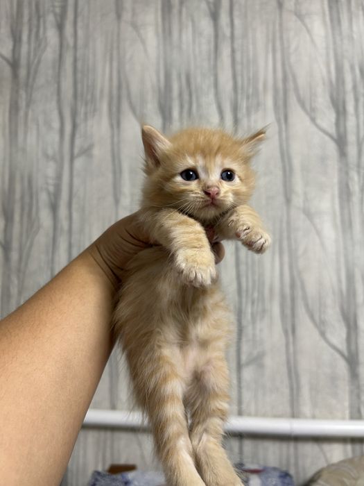 котята ищут своих хозяев