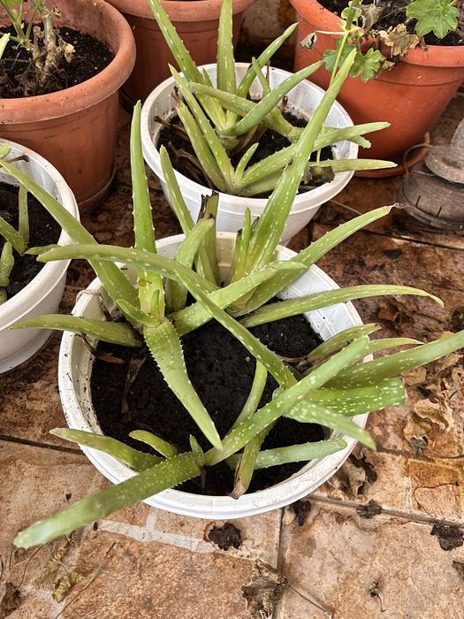 vand pui de aloe vera si planta in sine