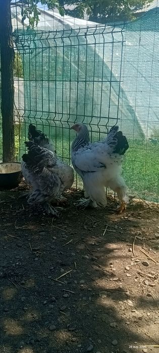 Cocoși brahma hd
