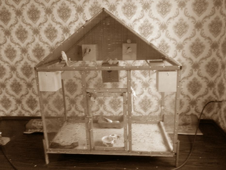 Папугайлар сотилади