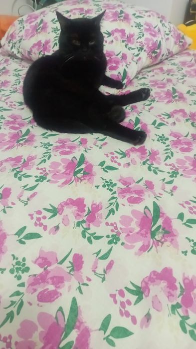 Отдам в добрые любящие руки