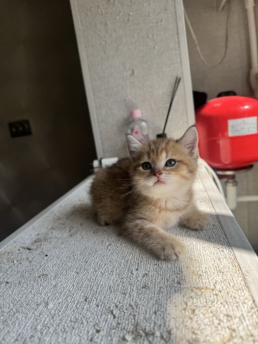 Шиншилла  чистая порода