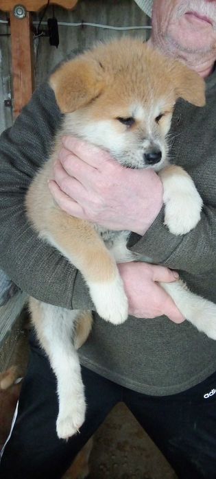 АКИТА Ину   малки кученца