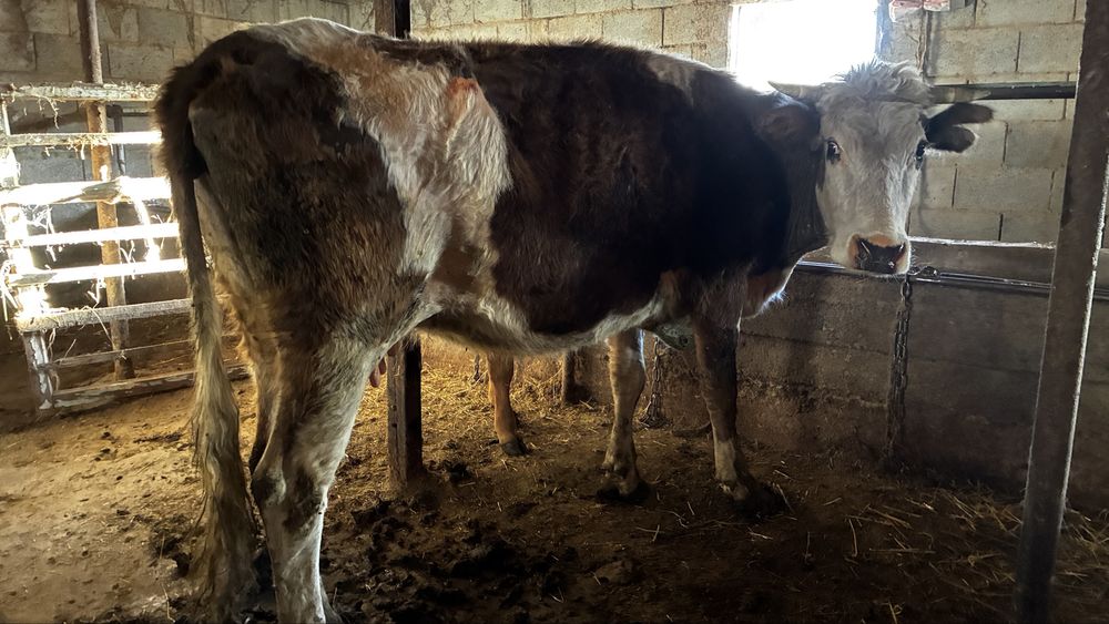 Сиыр еркек бұзауымен