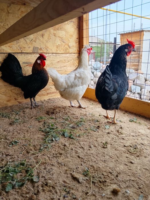 Продам. Карликов семья