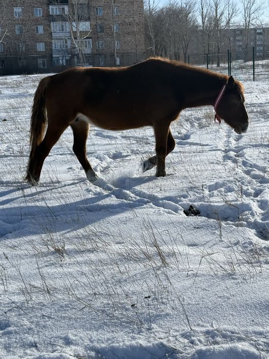 Жуас биелер сатылады