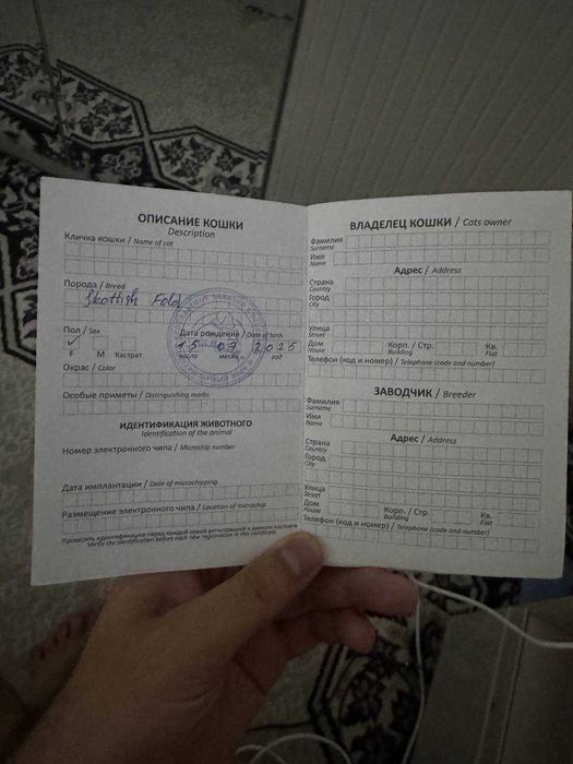 Scottish Fold mushukcha, emlangan, pasporti bor, Lotok 5+