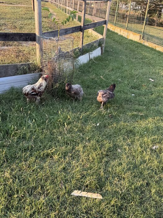 Gaini araucana  tineret