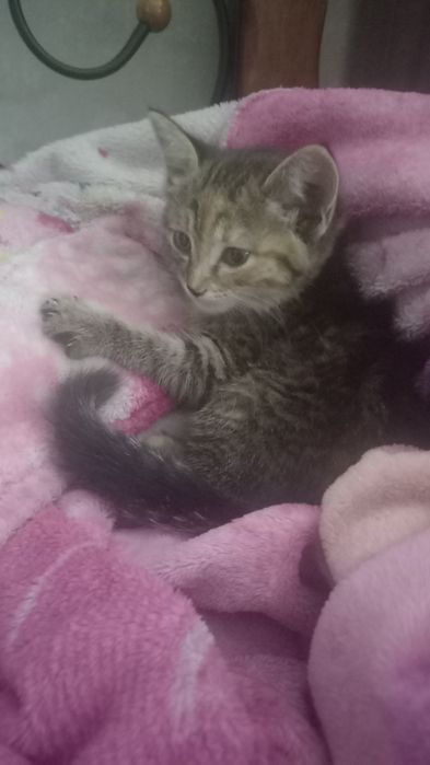 Котенок в добрые руки