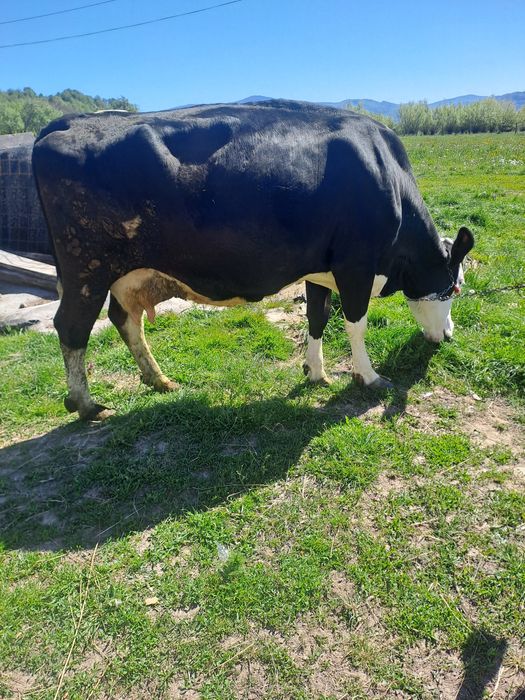 Vaca de vanzare  7 ani