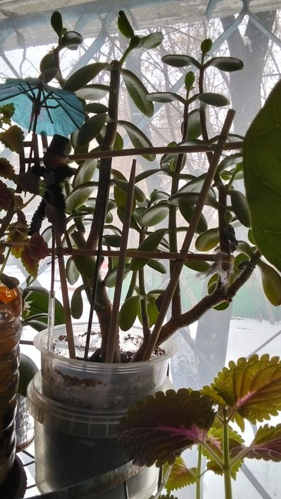 Цветов много всё хорошие