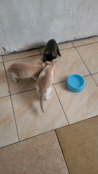 Отдам котят! В добрые руки