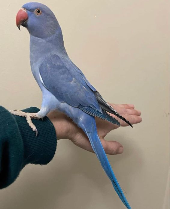 Pui blanzi Micul Alexandru violet Alexander