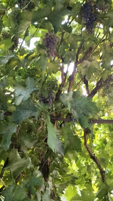 Продается дом .Тогай 3