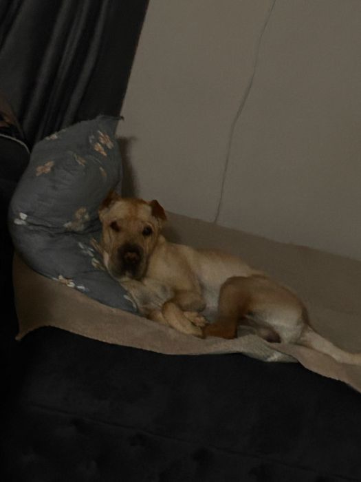 Шарпей для вязки