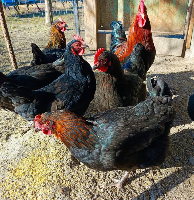 Ouă incubat găini marans și araucana