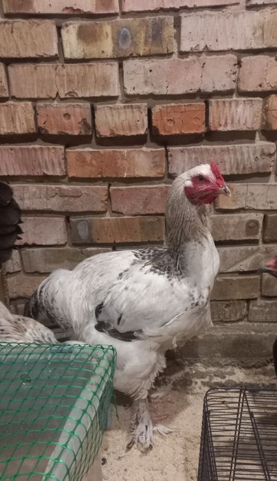 Продам петухов брама