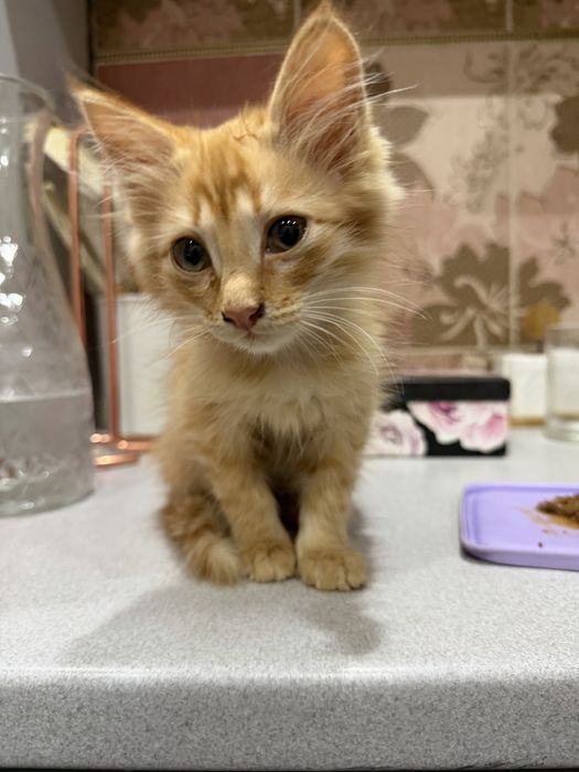 Отдам котенка в добрые руки